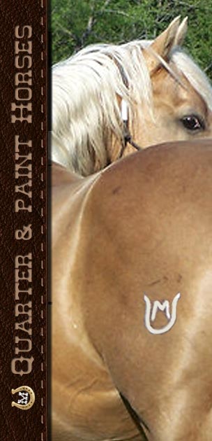 Quarter and Paint horses available at Lucky M Farm in Cochran, Ga.