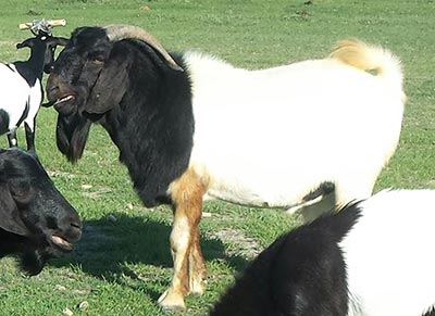 http://luckymfarm.com/goats_files/2017/HerdSire-sm.jpg