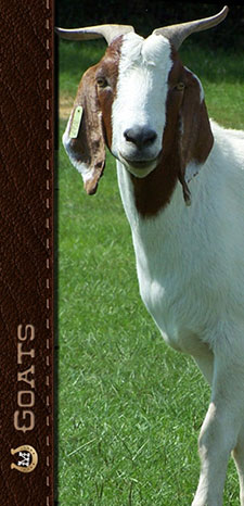 Goats at Lucky M Farm in Cochran, Ga.