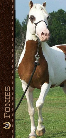 Shetland Ponies available at Lucky M Farm in Cochran, Ga.